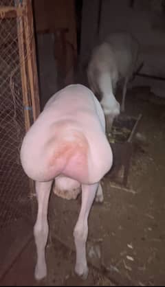 Turki dumba pure