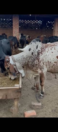qurbani