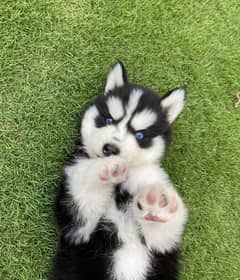 Siberian husky