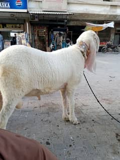 sheep Kajla pure