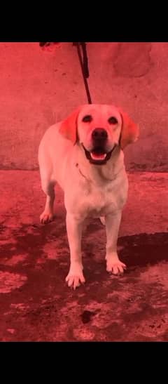 Quilty Labrador female