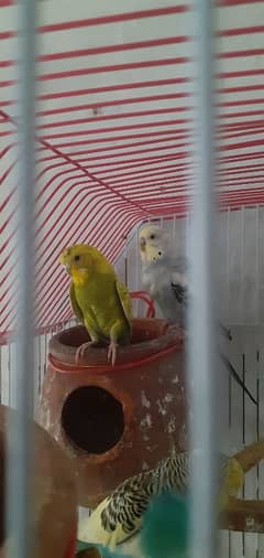 Australian bird
