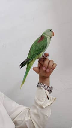 raw kashmiri chicks 3 month