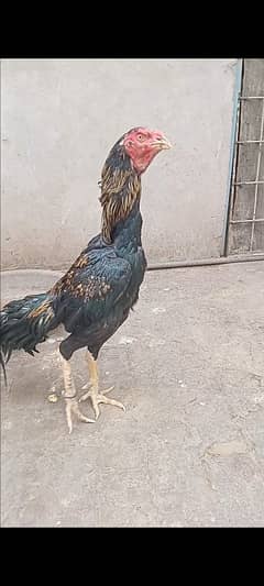 aseel long height pair inka chicks bi for sale