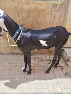 nasli bakra 2 dant khasii