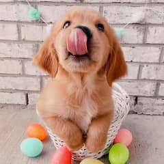 golden retriever 03198435459