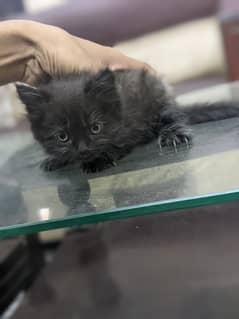 only 1 month age/=dark black