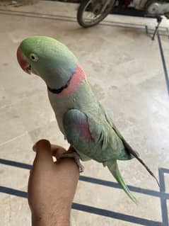 Raw parrot handtame