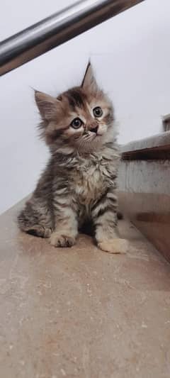 cute