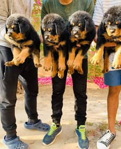 Rottweiler german pedigree imported parents puppies available
