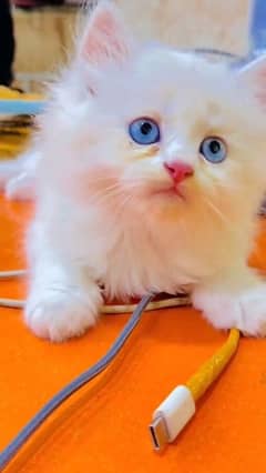 Persian kitten for urgent sale my WhatsApp number 03706577151
