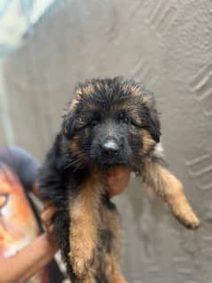 German