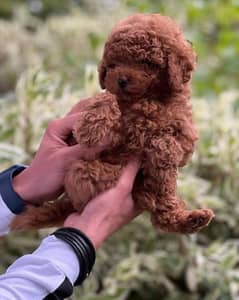 French toy poodle impoterd male puppy available