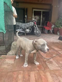 Pitbull dog for sale 3.5 months
