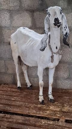 beetal goat and female kid