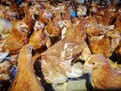 2 month female hen best for eggs for sale