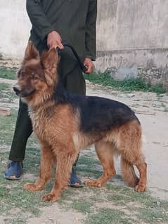 German