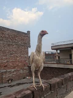 king shamo white