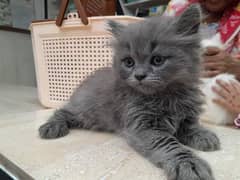 Persian kitten for urgent sale my WhatsApp number 03706577151
