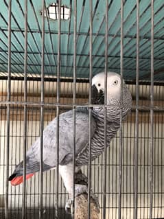 African grey parrot