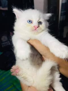 Persian kitten for urgent sale my WhatsApp number 03706577151