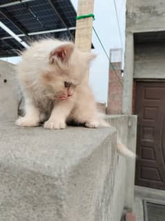 kitten