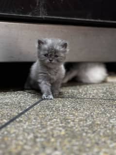 Persian kittens