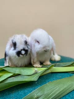 Holland lop bunny for sale bhara kahu islamabad