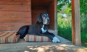 Great Dane imported puppies available here