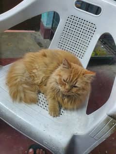 persian