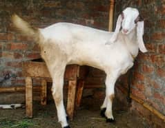 qurbani ke liye Bakra aur bakri