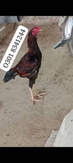 aseel murga long height