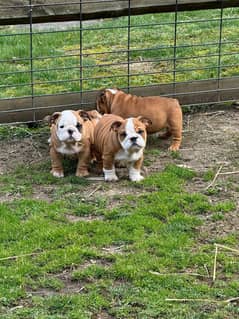 English bulldog imported pedigree puppies available here
