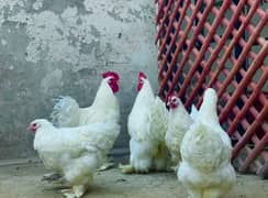 fancy breed eggs available furtile eggs chicks hens murgi