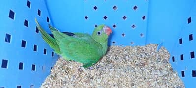 GREEN RINGNECK CHICKS Available
