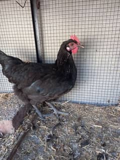 Hans for sale high quality 2500. pr pic