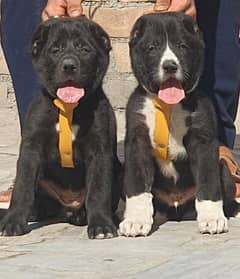 Alabai dog | King Alabai pair | security dog for sale | Alabai Breed