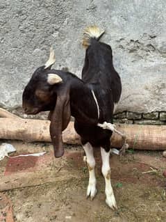 pure desi bakre  do dant khasi