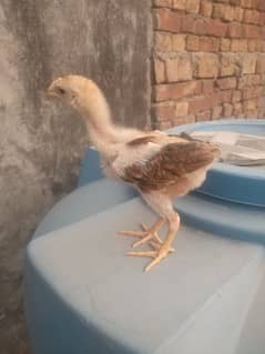 Mianwali Aseel
