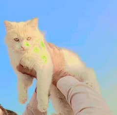 Persian cat for sale