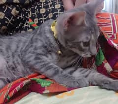 Cat Baby