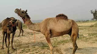 Camel for Qurbani