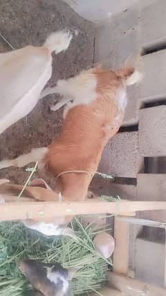 5 bakry  for sale 2 dant 1 gulabi teeda white eyes mai hai