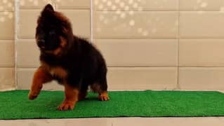 German shepherd puppy available for sale pedigree & microchipped