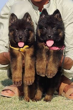 top quality German shepherd double coat puppies for sale
