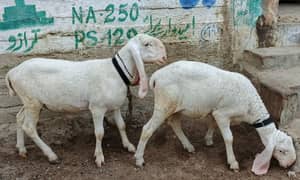 sheeps For sale
