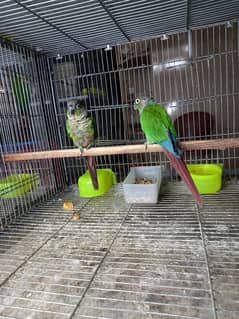 Blue turquoise split conure pair available