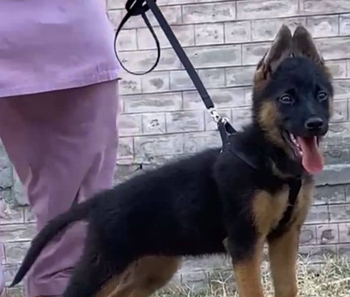 available german shepherds female for sale 0