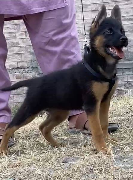 available german shepherds female for sale 1
