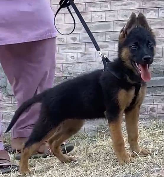 available german shepherds female for sale 2